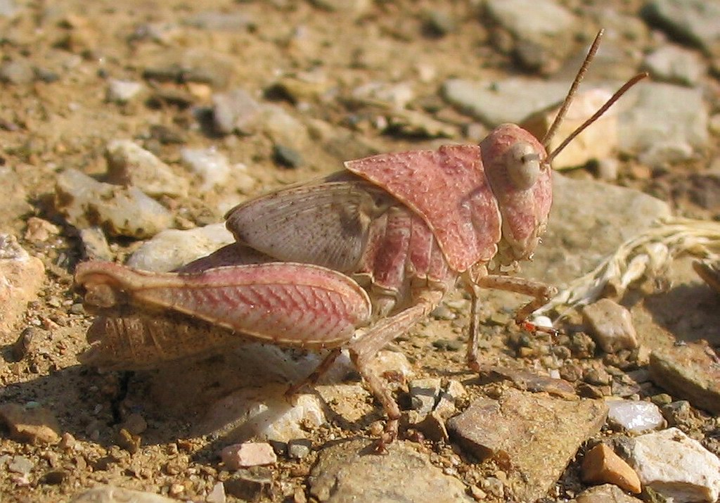 Giovane e adulto di Oedipoda caerulescens (Orthoptera)